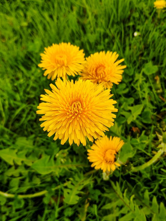 Paardebloem